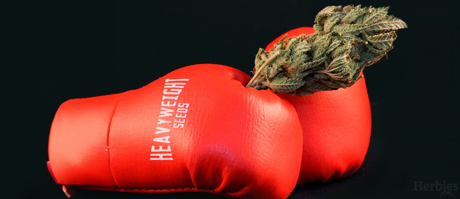 Heavyweight Seeds Cannabis-Samen